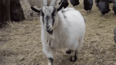 White Goat Standing in Field With Chickens