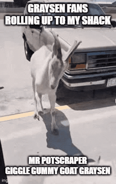 White Goat Standing In Front Of Car GIF