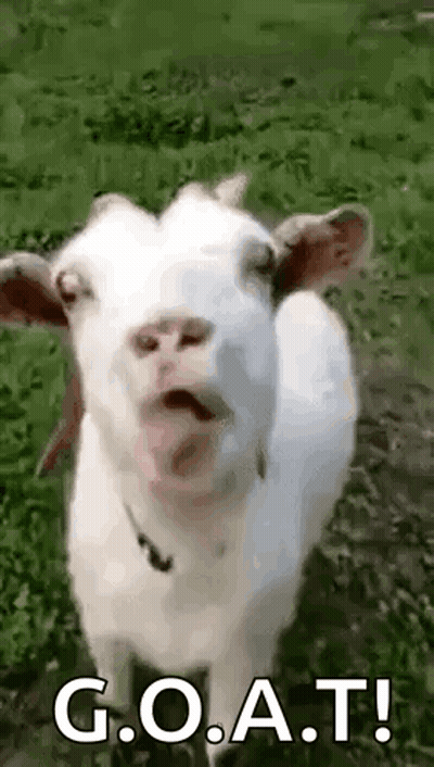 White Goat Standing In Grassy Field With Tongue Out GIF