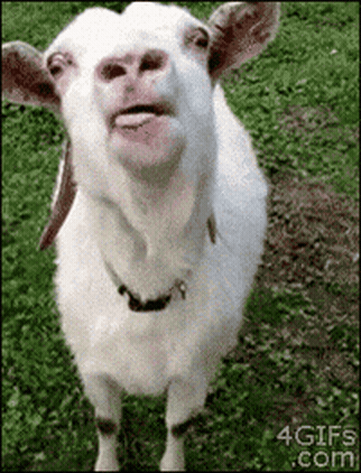 White Goat Sticking Tongue Out In Grass GIF