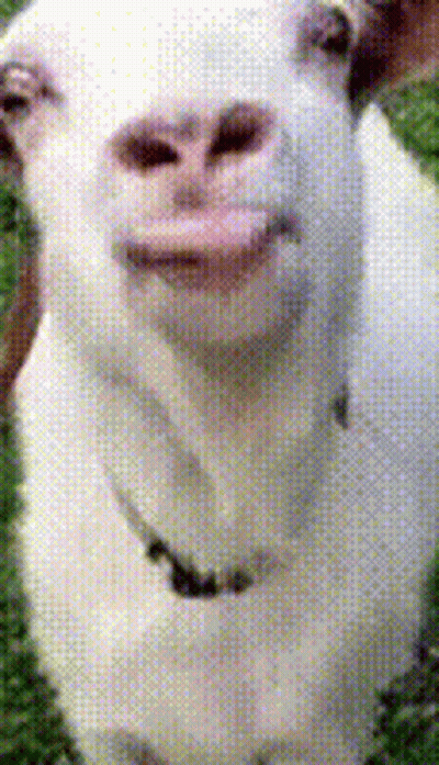 White Goat With Collar GIF