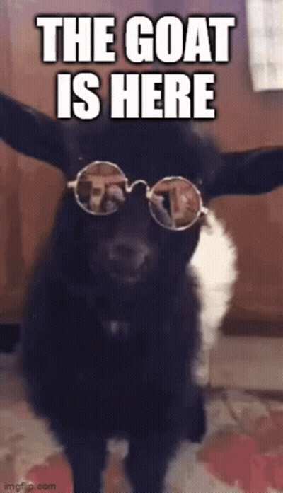 White Goat With Horns Facts GIF