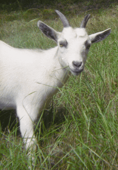 White Goat With Horns In Grass GIF