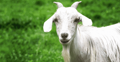 White Goat With Horns Looking At Camera GIF