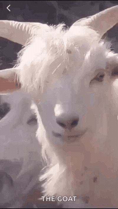 White Goat With Horns Looking At Camera Saying The Goat GIF