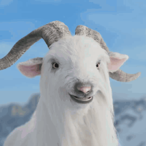 White Goat With Horns Making Funny Face GIF