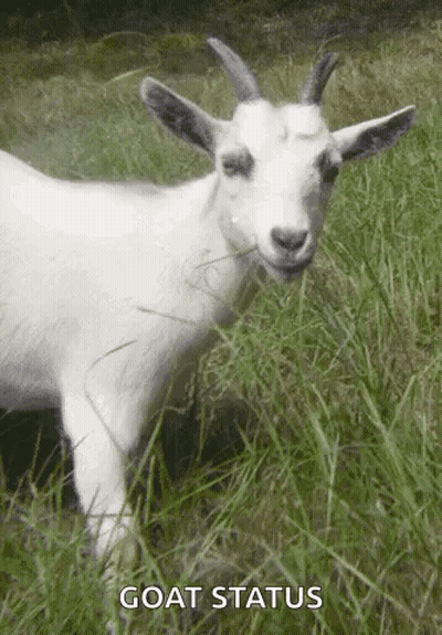 White Goat With Horns Standing In Grassy Field GIF