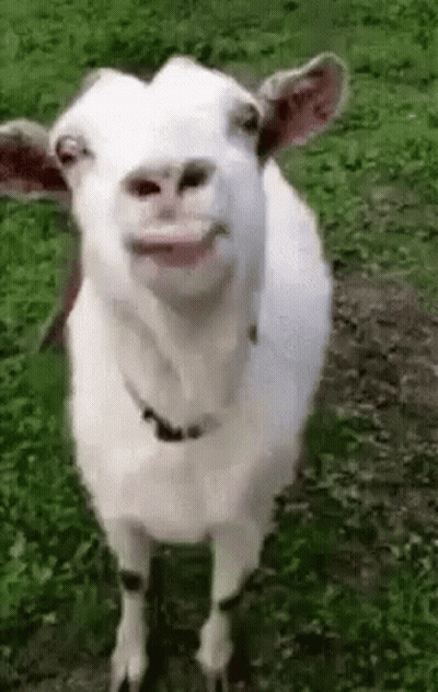 White Goat With Open Mouth Looking At Camera GIF