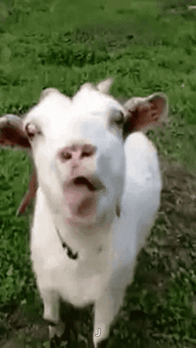White Goat With Tongue Out GIF