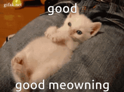 White Good Morning Cat GIF