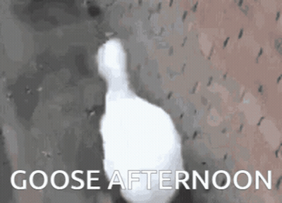 White Goose Walking In Rain Saying Goose Afternoon GIF