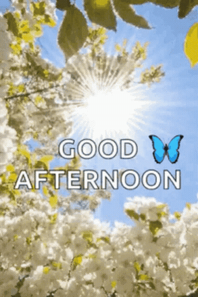 White Goose Walking In Rain Saying Goose Afternoon GIF