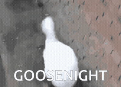 White Goose With Goosenight GIF