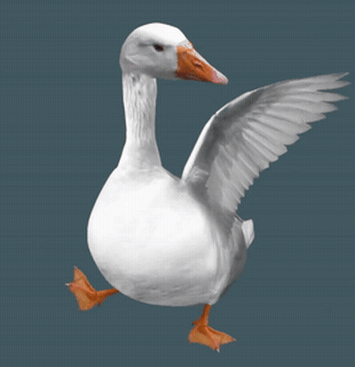 White Goose With Orange Beak Wings Outstretched GIF