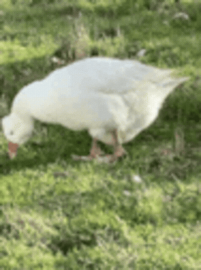 White Goose With Red Beak Walking In Grass GIF