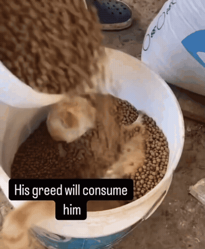 White Grain Bucket His Greed Will Consume Him GIF