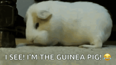 White Guinea Pig Laying On Floor Saying I See I'm The Guinea Pig GIF