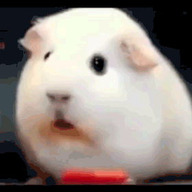 White Guinea Pig Looking At Camera Mouth Open GIF