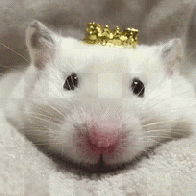 White Hamster With Gold Crown GIF