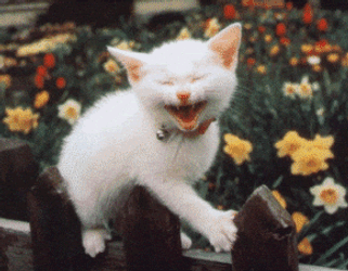 White Happy Laughing Cat Meme GIF