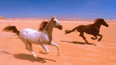 White Horse And Black Horse Running In Desert GIF