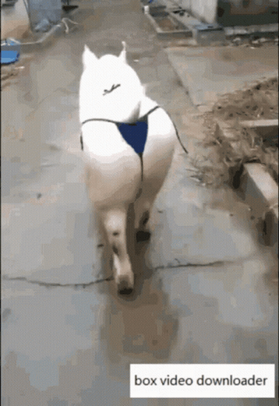 White Horse in Blue Bikini Walking Down Sidewalk
