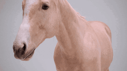 White Horse Neighing