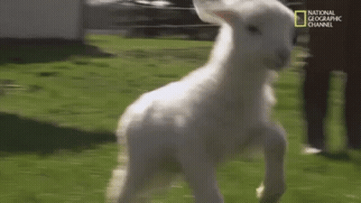 White Horse Running In Field With National Geographic Logo GIF