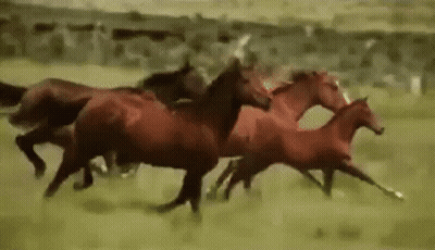 White Horse Saying What GIF