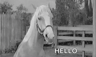 White Horse Standing By Fence GIF