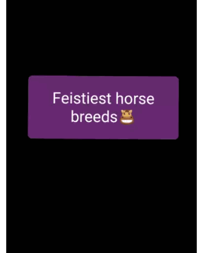 White Horse Standing On Hind Legs Sticker