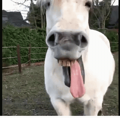 White Horse Sticking Tongue Out GIF