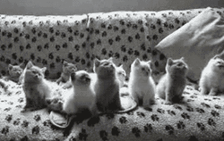 White Kitten Gang GIF