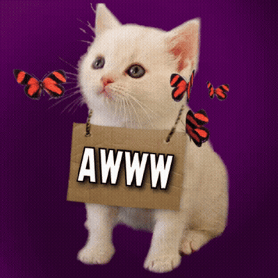 White Kitten Holding Cardboard Sign Saying Awww GIF