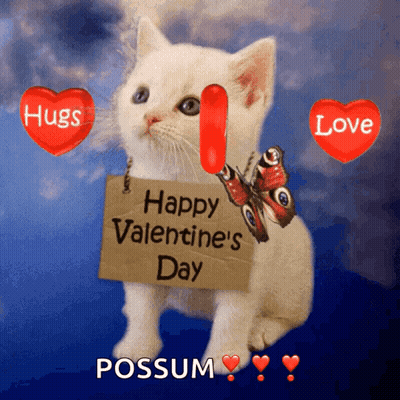 White Kitten Holding Happy Valentine's Day Sign GIF