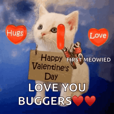 White Kitten Holding Love Valentine Sign GIF