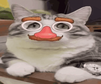 White Kitten Holding Love Valentine Sign GIF