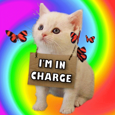 White Kitten Holding Sign Saying I'm In Charge GIF