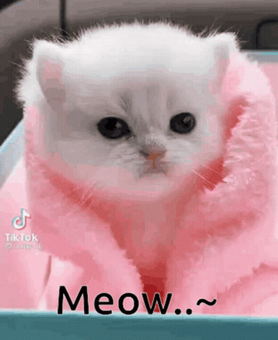 White Kitten In Pink Blanket In Box GIF