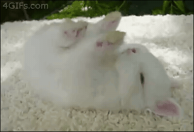 White Kitten Lying On Back GIF
