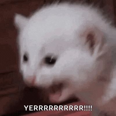 White Kitten Open Mouth Yerry GIF