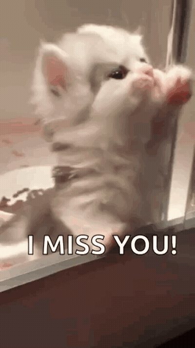 White Kitten Saying I Miss You GIF