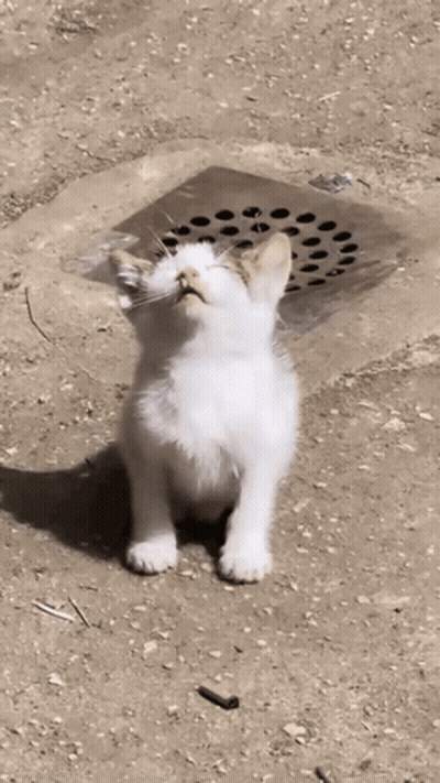 White Kitten Sitting Looking Up GIF