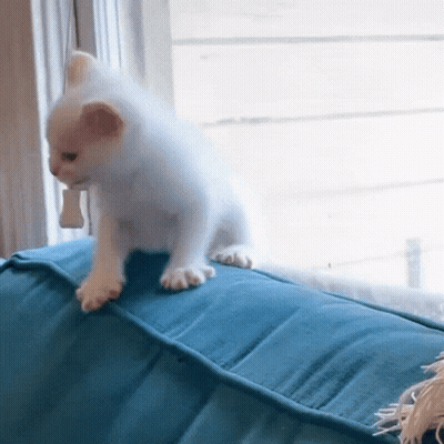 White Kitten Sitting On Blue Pillow GIF
