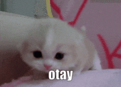 White Kitten Sitting on Pink Blanket