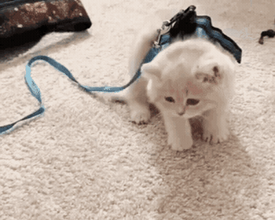 White Kitten Walking In Blue Leash GIF