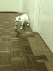 White Kitten Wearing Blue Boots GIF