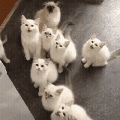White Kittens Standing in a Row
