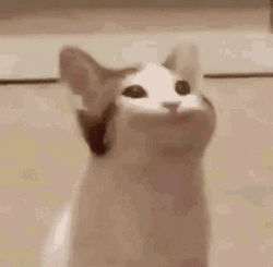 White Kitty Big Gaping Mouth GIF