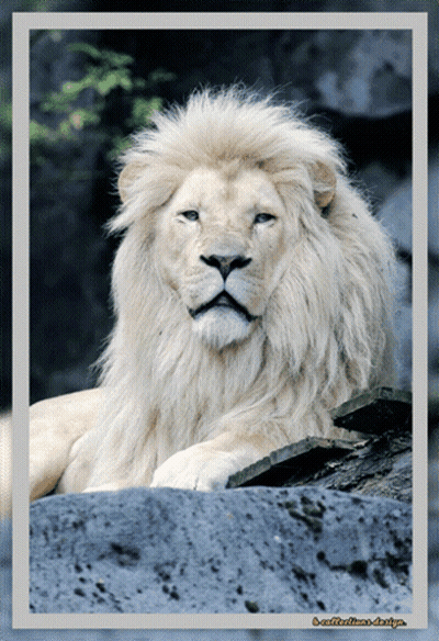 White Lion Saying S-Collection-Design GIF